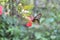 Butterflies flower nature beauty red