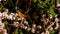 Butterflies on a flowering bush