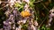 Butterflies on a flowering bush