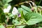 butterflies on flowers of greater burdock plant