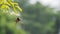 Butterflies are on flowers and leaves.