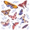 Butterflies Fluttering with Wings and Floral Twigs Vector Set
