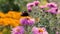 Butterflies flying over pink garden flowers