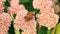Butterflies flying over pink garden flowers