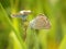 Butterflies on a grass pairing courting