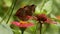 Butterflies have a combination of brown, yellow, and black colors looking for nectar in pink zinnia flowers