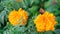 butterflies hives on an orange marigold flower, summer concept, copy space 4l slow motion