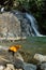 Butterflies holding on the rock with waterfall background