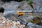 Butterflies holding on the rock with waterfall background