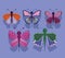 butterflies insect decorative wings cartoon, shadow on purple background