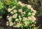 Butterflies insects sit on summer flowers. Sunlight,