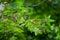 Butterflies Jersey tiger rest on leaves of sweetgum tree in Butterfly valley Rhodes, Greece