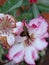 Butterflies land on Adenium obesum flowers