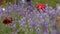 Butterflies in the lavender flowers