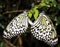 Butterflies Mating