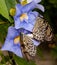 Butterflies mating on flower