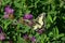 Butterflies moths on a warm summer day