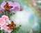 Butterflies orchids and roses background