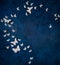 Butterflies over dark blue background