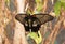 Butterflies Papilio lowi on a plant branch