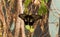 Butterflies Papilio lowi on a plant branch