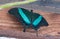 Butterflies Papilio palinurus on wooden background