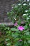 Butterflies perch on flower in the garden