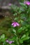 Butterflies perch on flower in the garden with other flower