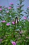 Butterflies perch on flower in the garden with other flower