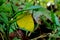 Butterflies perch on a leaf