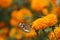 Butterflies perch on orchids in the morning