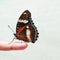 Butterflies perch. A white-patterned brown wing butterfly perched on the finger. white background. isolated.