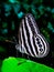 Butterflies perched on Caladium leaves and against the background of fern leaves