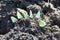 Butterflies Pieris brassicae sit on dirt and drink water by proboscis