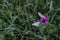 Butterflies purple carnation closeup overhead