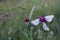 Butterflies on purple carnation macro closeup