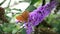 Butterflies on a purple flower