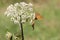 Butterflies resting on flower