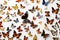 Butterflies seamless white background Top down view