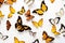 Butterflies seamless white background Top down view