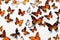 Butterflies seamless white background Top down view