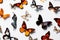 Butterflies seamless white background Top down view