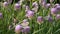 Butterflies sitting on purple flower Allium schoenoprasum chive in park. Black-Veined White Aporia crataegi collects