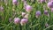 Butterflies sitting on purple flower Allium schoenoprasum chive in park. Black-Veined White Aporia crataegi collects
