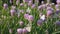 Butterflies sitting on purple flower Allium schoenoprasum chive in park. Black-Veined White Aporia crataegi collects nectar
