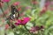 Butterflies in spring flying flower garden