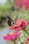 Butterflies in spring flying flower garden