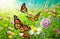 Butterflies in Spring meadow