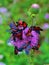 Butterflies on a thistle flower