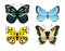 Butterflies Types Set of Icons Vector Illustration